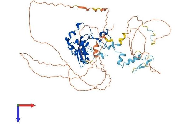 CNOT2 Protein (AA 1-540) (His tag)