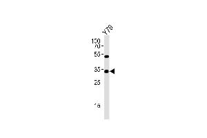 Western blot analysis of lysate from Y79 cell line, using OTX2 Antibody (Center) (ABIN6243699 and ABIN6577613). (OTX2 Antikörper  (AA 102-135))