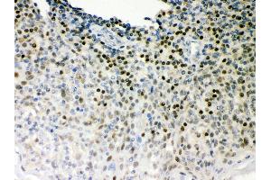 Immunohistochemistry (Paraffin-embedded Sections) (IHC (p)) image for anti-POU Domain, Class 2, Transcription Factor 1 (POU2F1) (AA 11-240) antibody (ABIN3043355)