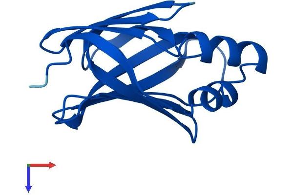 CRABP2 Protein (AA 1-138) (His tag)