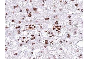 ABIN6277447 at 1/100 staining human liver tissue sections by IHC-P.