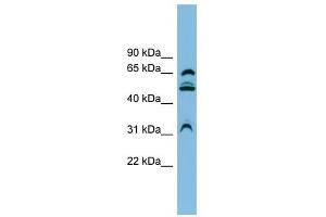 WDR1 antibody used at 1 ug/ml to detect target protein. (WDR1 Antikörper  (N-Term))