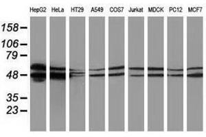 Image no. 2 for anti-Protein Kinase C and Casein Kinase Substrate in Neurons 3 (PACSIN3) antibody (ABIN1500012) (PACSIN3 Antikörper)