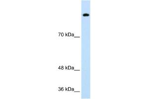 WB Suggested Anti-SREBF1 Antibody Titration:  0. (SREBF1 Antikörper  (Middle Region))