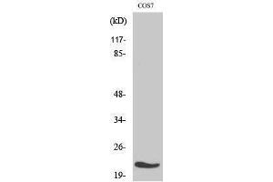 Western Blotting (WB) image for anti-Mitochondrial Ribosomal Protein L11 (MRPL11) (Internal Region) antibody (ABIN3176093) (MRPL11 Antikörper  (Internal Region))