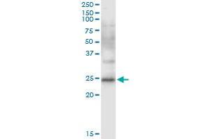 Immunoprecipitation of CD8B transfected lysate using anti-CD8B MaxPab rabbit polyclonal antibody and Protein A Magnetic Bead , and immunoblotted with CD8B purified MaxPab mouse polyclonal antibody (B01P) . (CD8B Antikörper  (AA 1-243))