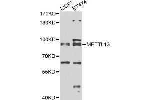 Western blot analysis of extracts of various cell lines, using METTL13 antibody.