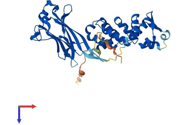 SPOP-B Protein (AA 1-374) (His tag)