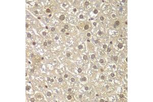 Immunohistochemistry of paraffin-embedded mouse liver using MAD1L1 antibody. (MAD1L1 Antikörper  (AA 360-700))