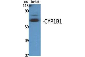 Western Blot (WB) analysis of specific cells using CYP1B1 Polyclonal Antibody. (CYP1B1 Antikörper  (Internal Region))