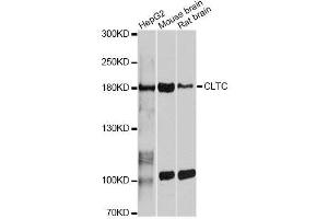 Western blot analysis of extracts of various cell lines, using CLTC antibody. (Clathrin Heavy Chain (CLTC) (AA 1451-1675) Antikörper)
