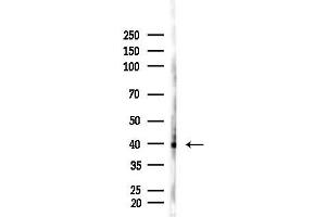 anti-alpha-SMA (N-Term) antibody