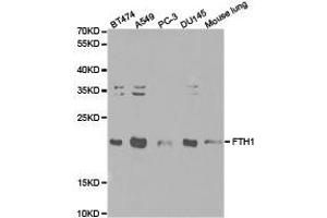 Western Blotting (WB) image for anti-Ferritin, Heavy Polypeptide 1 (FTH1) antibody (ABIN1872747) (FTH1 Antikörper)