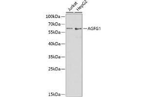 Western blot analysis of extracts of various cell lines, using  antibody (ABIN6132811, ABIN6136626, ABIN6136628 and ABIN6217524) at 1:1000 dilution. (AGFG1 Antikörper  (AA 1-280))