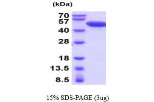 SDS-PAGE (SDS) image for Enolase 2 (Gamma, Neuronal) (ENO2) (AA 1-434) (Active) protein (His tag) (ABIN5778502) (ENO2/NSE Protein (AA 1-434) (His tag))