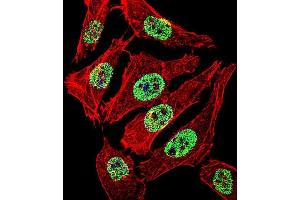 Fluorescent confocal image of A549 cell stained with FOXA2 Antibody (Center) (ABIN655072 and ABIN2844704). (FOXA2 Antikörper  (AA 128-157))