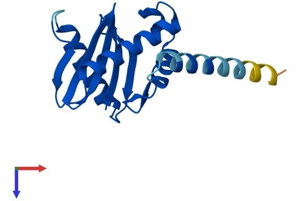 AP1S3 Protein (AA 1-154) (His tag)