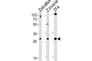 Western blot analysis of lysates from Zebrafish, zebra fish muscle tissue lysate, ZF4 cell line (from left to right), using (DANRE) ak2 Antibody (N-term) Azb18720b. (Adenylate Kinase 2 Antikörper  (N-Term))