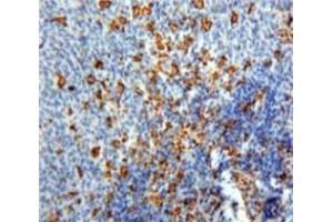 Used in DAB staining on fromalin fixed paraffin-embedded Spleen tissue (PF4 Antikörper  (AA 30-105))