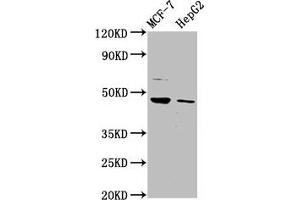 Western Blot Positive WB detected in: MCF-7 whole cell lysate, HepG2 whole cell lysate All lanes: HEPACAM antibody at 3. (HEPACAM Antikörper  (AA 265-415))