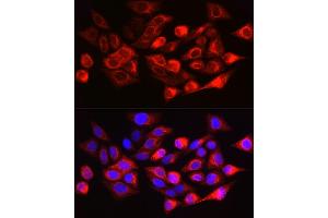 Immunofluorescence analysis of HeLa cells using Cytokeratin 17 (KRT17) Rabbit pAb (ABIN6130112, ABIN6143023, ABIN6143024 and ABIN6213626) at dilution of 1:200 (40x lens). (KRT17 Antikörper  (AA 133-432))