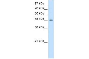 WB Suggested Anti-ERGIC2 Antibody Titration:  2. (ERGIC2 Antikörper  (N-Term))