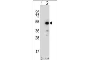 Western blot analysis of ID (arrow) using rabbit polyclonal ID Antibody (N-term) (ABIN652735 and ABIN2842487). (PPID Antikörper  (N-Term))