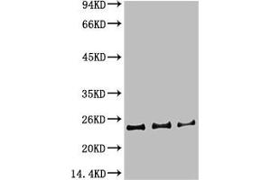 Western blot analysis of 1) Hela Cell Lysate, 2)3T3 Cell Lysate, 3) PC12 Cell Lysate using HP-1γα Mouse mAb diluted at 1:1000. (CBX5 Antikörper)