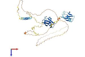NFATC2IP Protein (AA 1-419) (His tag)