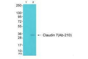 Western blot analysis of extracts from 3T3 cells (Lane 2), using Claudin 7 (Ab-210) antiobdy. (Claudin 7 Antikörper  (Tyr210))