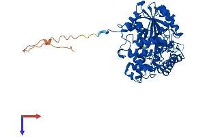 GPT2 Protein (AA 1-523) (His tag)