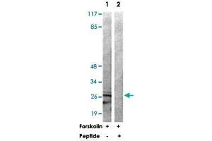 Western blot analysis of extracts from 293 cells treated with Forskolin (40 nM, 30 min) using YWHAZ polyclonal antibody . (14-3-3 zeta Antikörper)