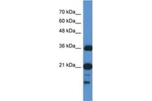 Image no. 1 for anti-Chromosome 1 Open Reading Frame 144 (C1orf144) (N-Term) antibody (ABIN6745087) (C1orf144 Antikörper  (N-Term))