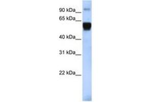 Image no. 1 for anti-Tripartite Motif Containing 10 (TRIM10) (AA 396-445) antibody (ABIN6742468) (TRIM10 Antikörper  (AA 396-445))