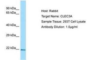 Image no. 1 for anti-C-Type Lectin Domain Family 3, Member A (CLEC3A) (N-Term) antibody (ABIN6750093) (CLEC3A Antikörper  (N-Term))