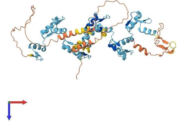 ZNF155 Protein (AA 1-538) (His tag)