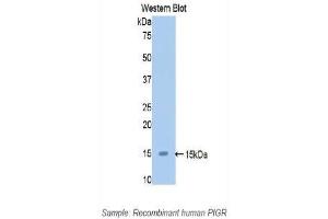 Western Blotting (WB) image for anti-Polymeric Immunoglobulin Receptor (PIGR) (AA 19-120) antibody (ABIN1860212)