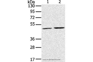 Western blot analysis of K562 and NIH/3T3 cell, using RRAGC Polyclonal Antibody at dilution of 1:400 (GTR2 Antikörper)