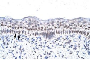 Human Spermatophore; ZNF500 antibody - middle region in Human Spermatophore cells using Immunohistochemistry (ZNF500 Antikörper  (Middle Region))