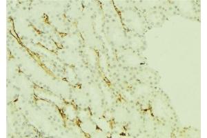 ABIN6277251 at 1/100 staining Mouse kidney tissue by IHC-P. (PRG2 Antikörper  (Internal Region))