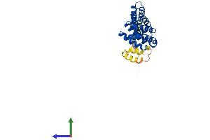 AlphaFold protein structure predicition of Mouse Recombinant Mro Protein, UniprotID Q7TNB4 (MRO Protein (AA 1-248) (His tag))