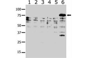 Western blot analysis of PAK6 polyclonal antibody  in lysates from transiently transfected COS-7 cells. (PAK6 Antikörper  (AA 131-146))