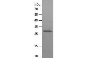 Western Blotting (WB) image for Caspase 3 (CASP3) (AA 29-277) protein (His-IF2DI Tag) (ABIN7122165) (Caspase 3 Protein (CASP3) (AA 29-277) (His-IF2DI Tag))