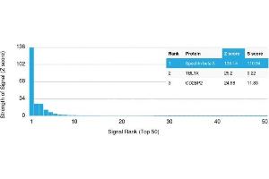 Analysis of Protein Array containing more than 19,000 full-length human proteins using Spectrin beta III Mouse Monoclonal Antibody (SPTBN2/1582). (Spectrin, Beta, Non-erythrocytic 2 (SPTBN2) (AA 356-475) Antikörper)