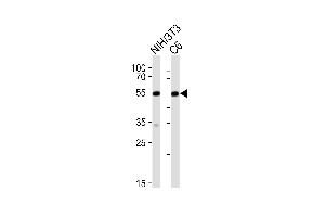 Western blot analysis of lysates from mouse NIH/3T3,rat C6 cell line (from left to right), using Srf Antibody (C-term) (ABIN6242823 and ABIN6577636). (SRF Antikörper  (C-Term))