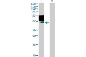 Western Blot analysis of MAGEB1 expression in transfected 293T cell line by MAGEB1 MaxPab polyclonal antibody. (MAGEB1 Antikörper  (AA 1-347))