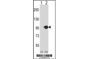 Western blot analysis of USP15 using rabbit polyclonal USP15 Antibody using 293 cell lysates (2 ug/lane) either nontransfected (Lane 1) or transiently transfected (Lane 2) with the USP15 gene. (USP15 Antikörper  (N-Term))