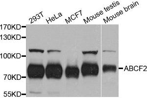 Western blot analysis of extract of various cells, using ABCF2 antibody. (ABCF2 Antikörper)