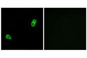 Immunofluorescence analysis of LOVO cells, using GPR34 antibody. (GPR34 Antikörper  (Internal Region))