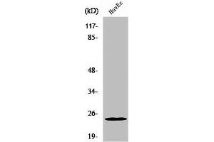 Western Blot analysis of HeLa cells using PGRMC2 Polyclonal Antibody (PGRMC2 Antikörper  (C-Term))